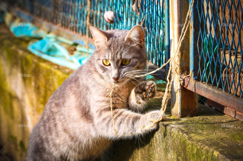 Tabby yellow eyed cat chewing a rope