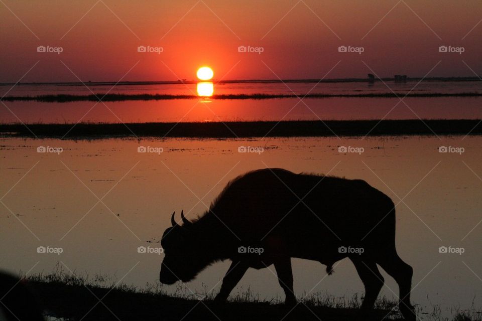 Buffalo sunset