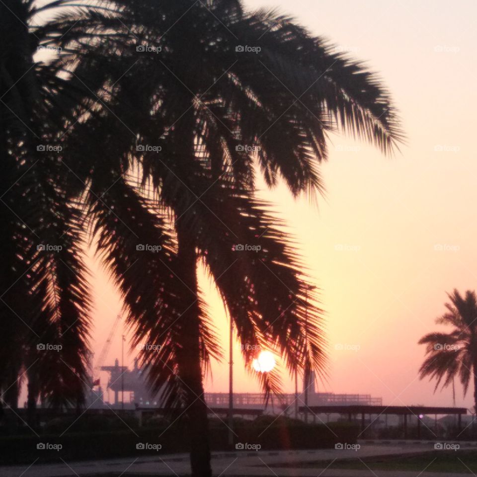 The palm and the sunset