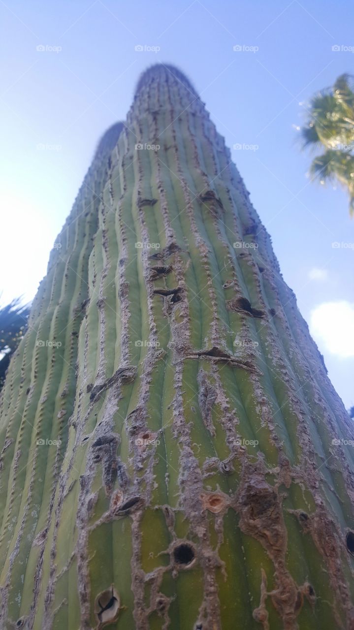 Naked Cactus