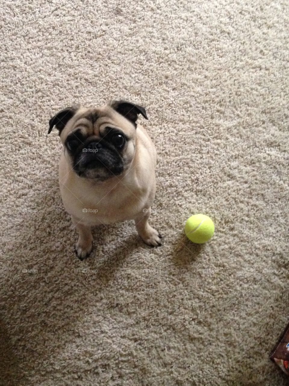 Wanna play. Pug wants to play ball
