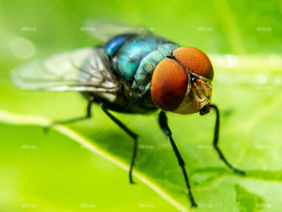 Musca domestica