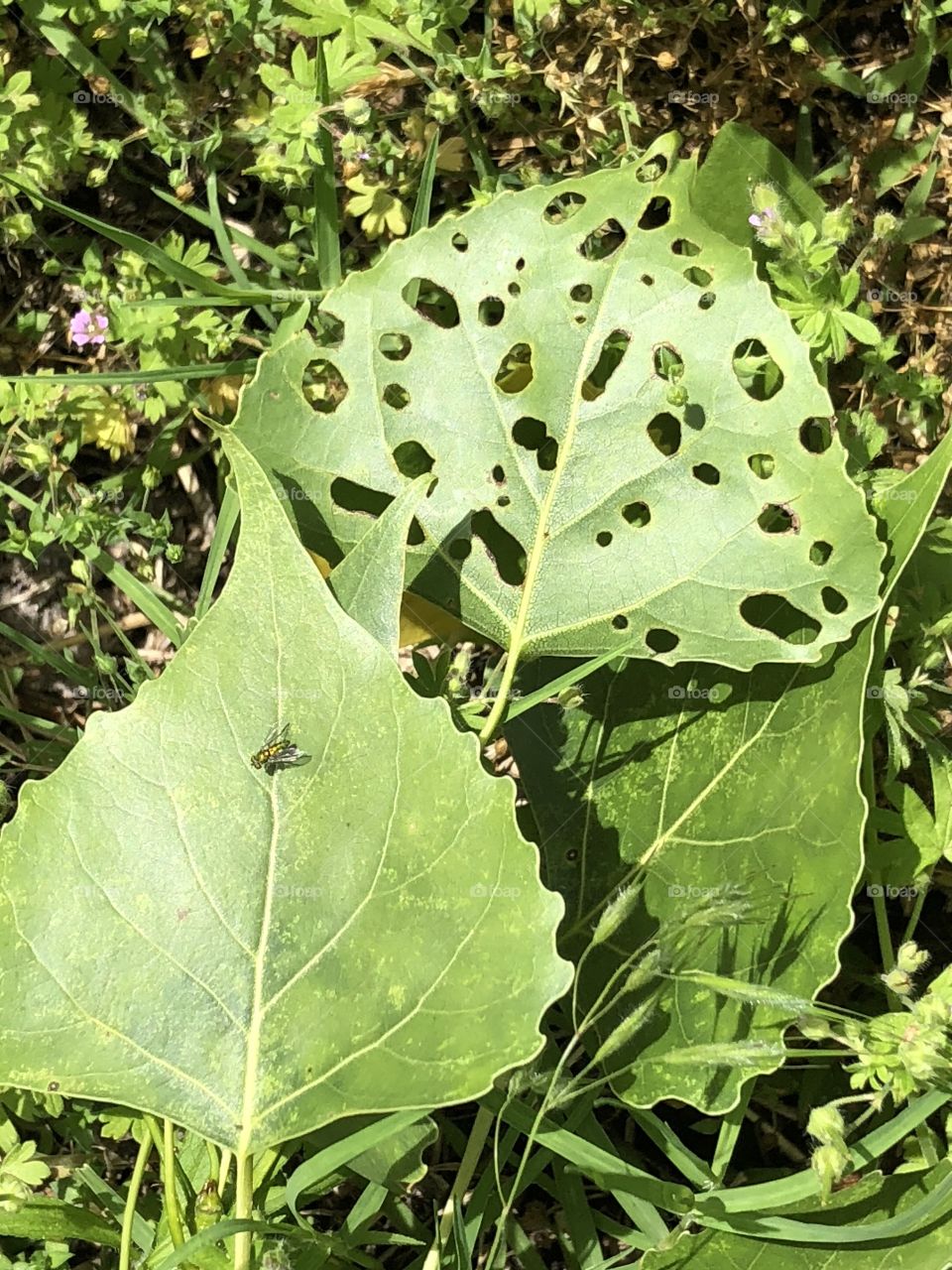 Leaves