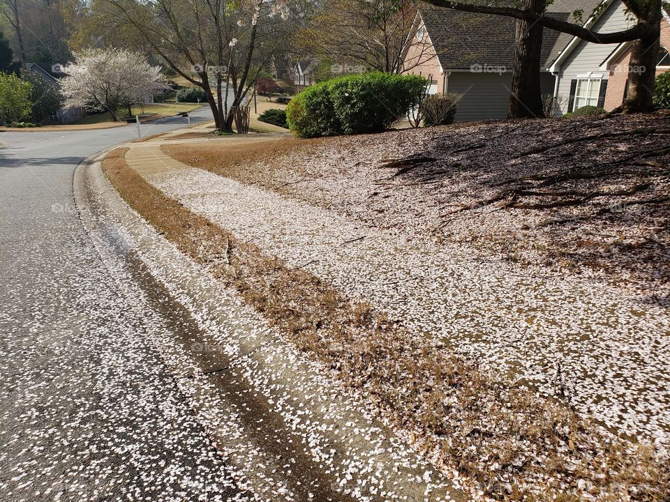 Cherry blossoms snow