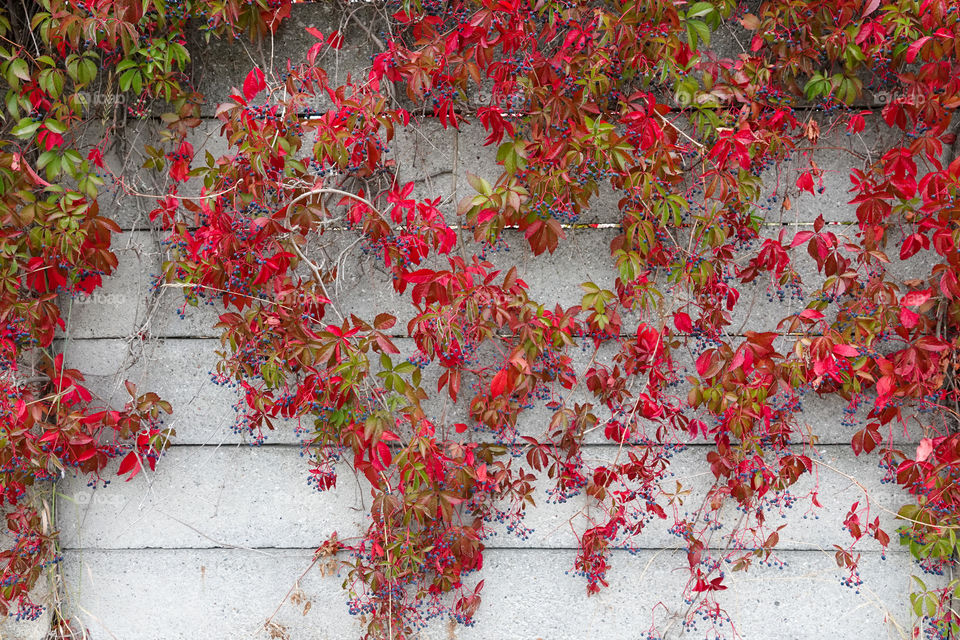 Virginia creeper with red leaves on concrete wall.