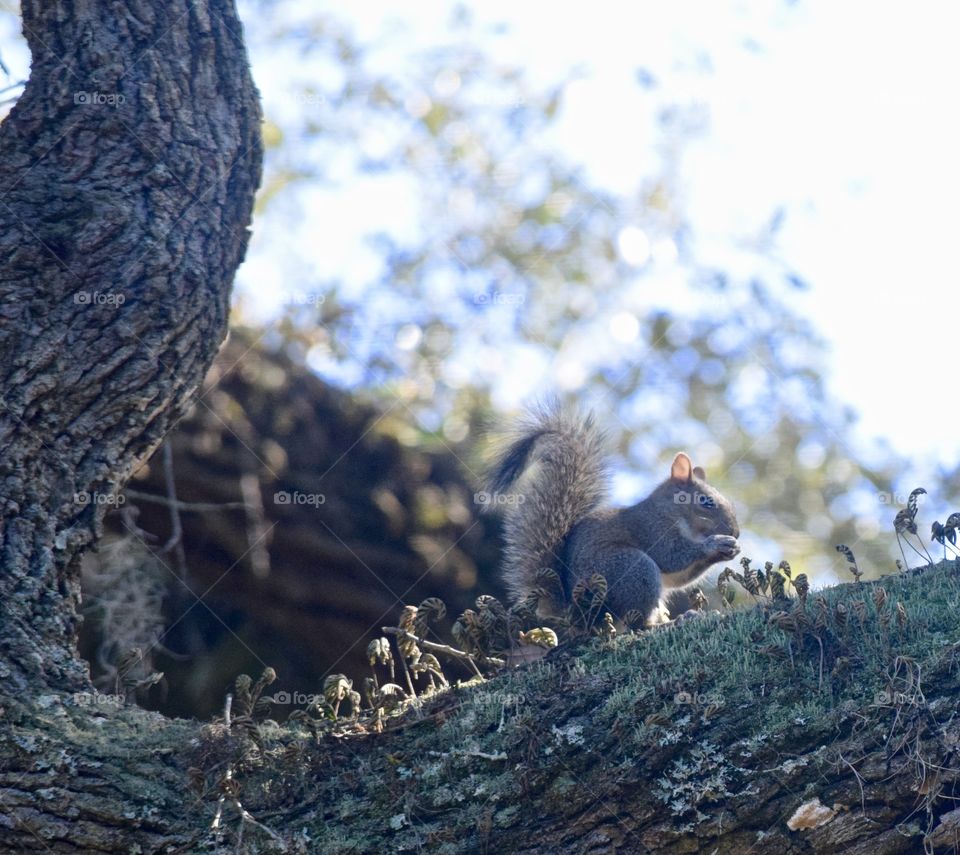 Close-up of a feeding squirrel