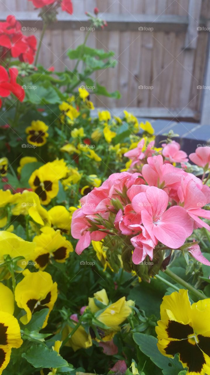 Flower, Nature, Flora, Garden, Summer