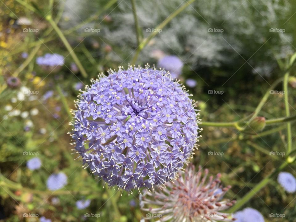 Flower in the field. 