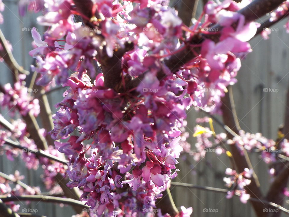 American Red Bud