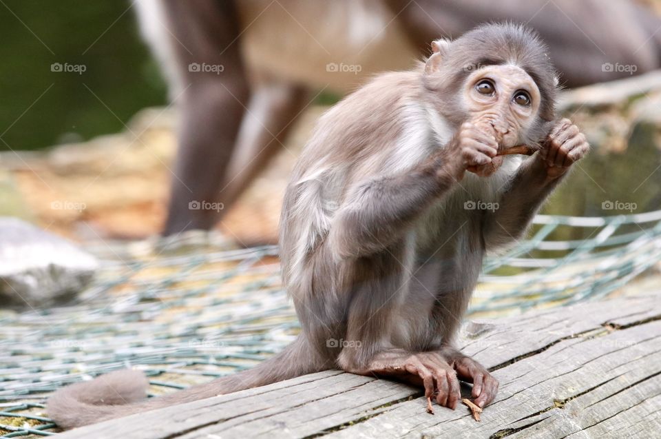little monkey with food