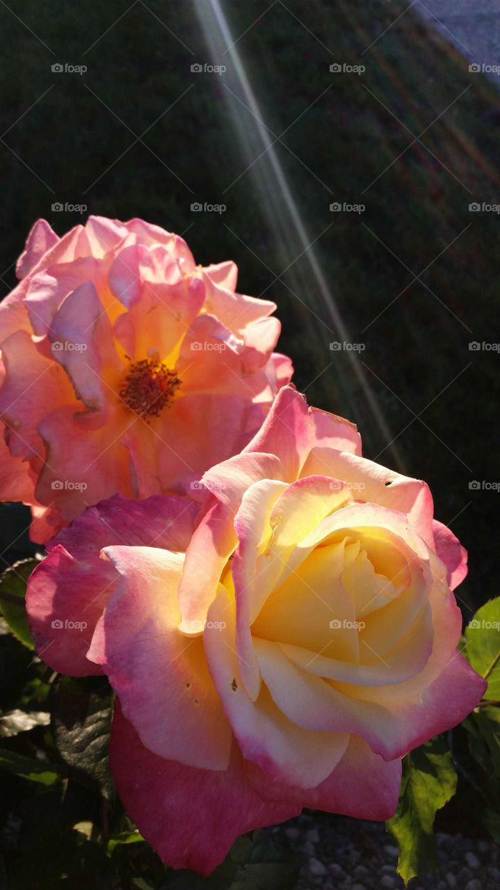 two roses stand in the sunlight and glow with pride in the sunlight