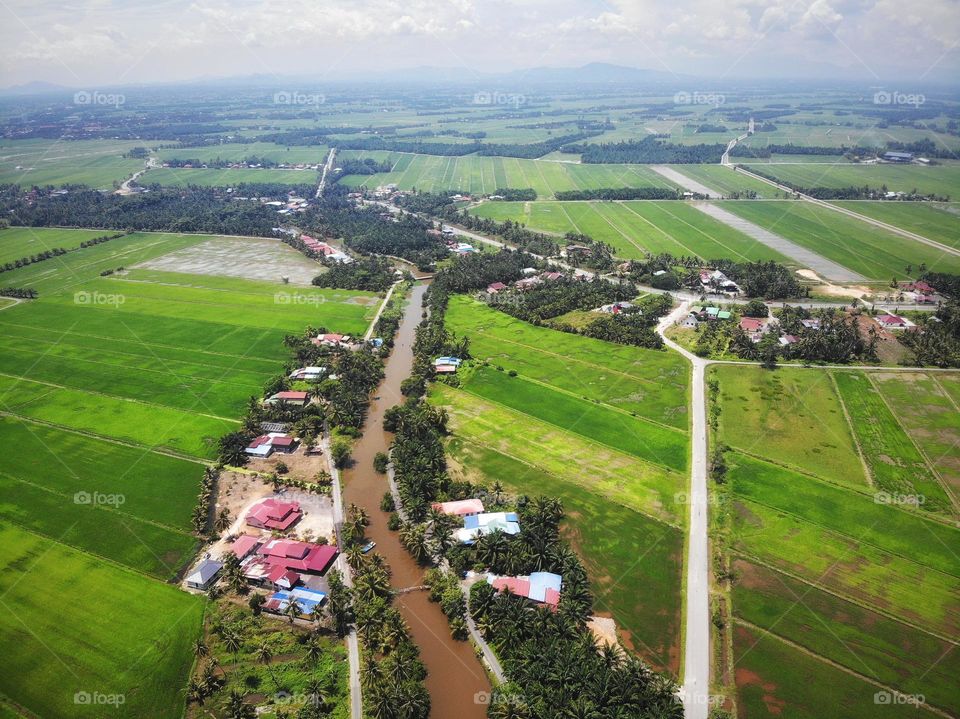 Aerial view of green paddy field village in countryside Malaysia