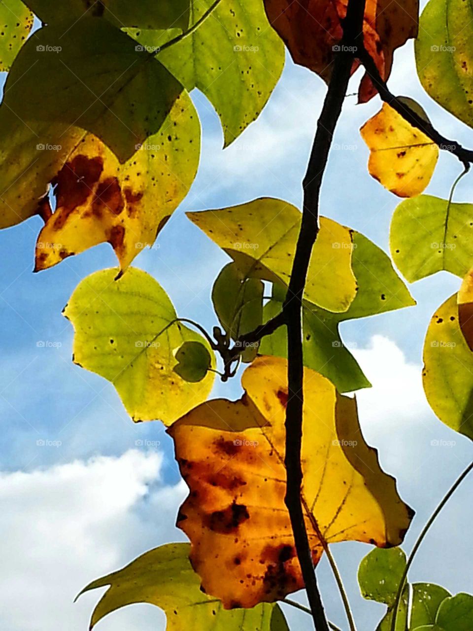 Changing autumn leaves glowing from  backlit sunlight.