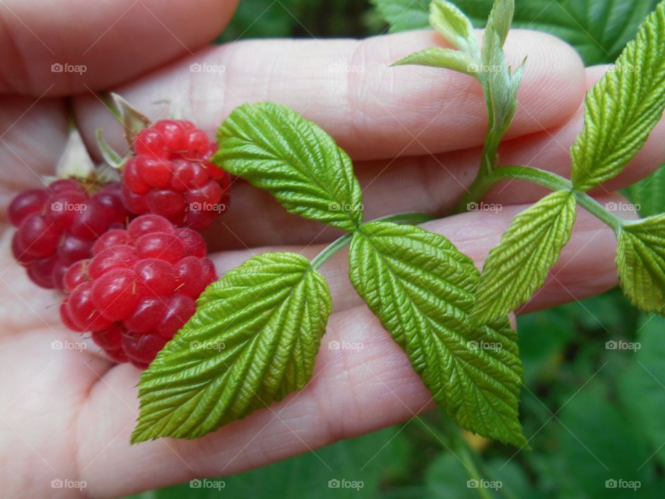 ripe raspberry in hand