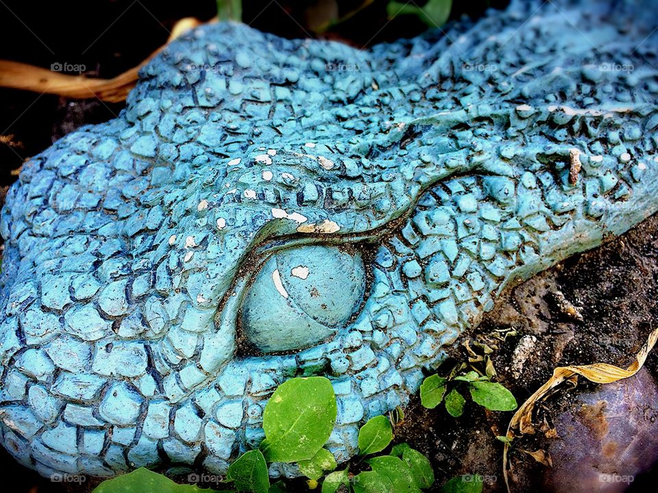 Nature, Reptile, Closeup, Animal, Environment