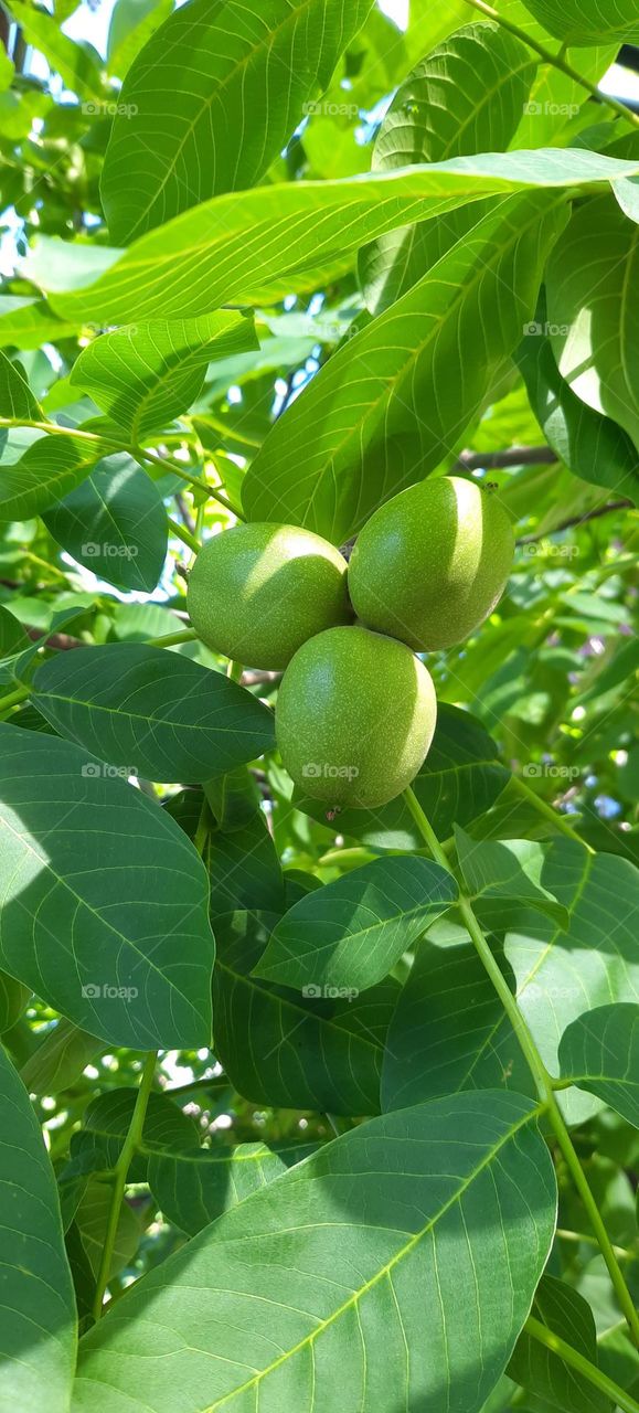 Walnut Грецкий орех