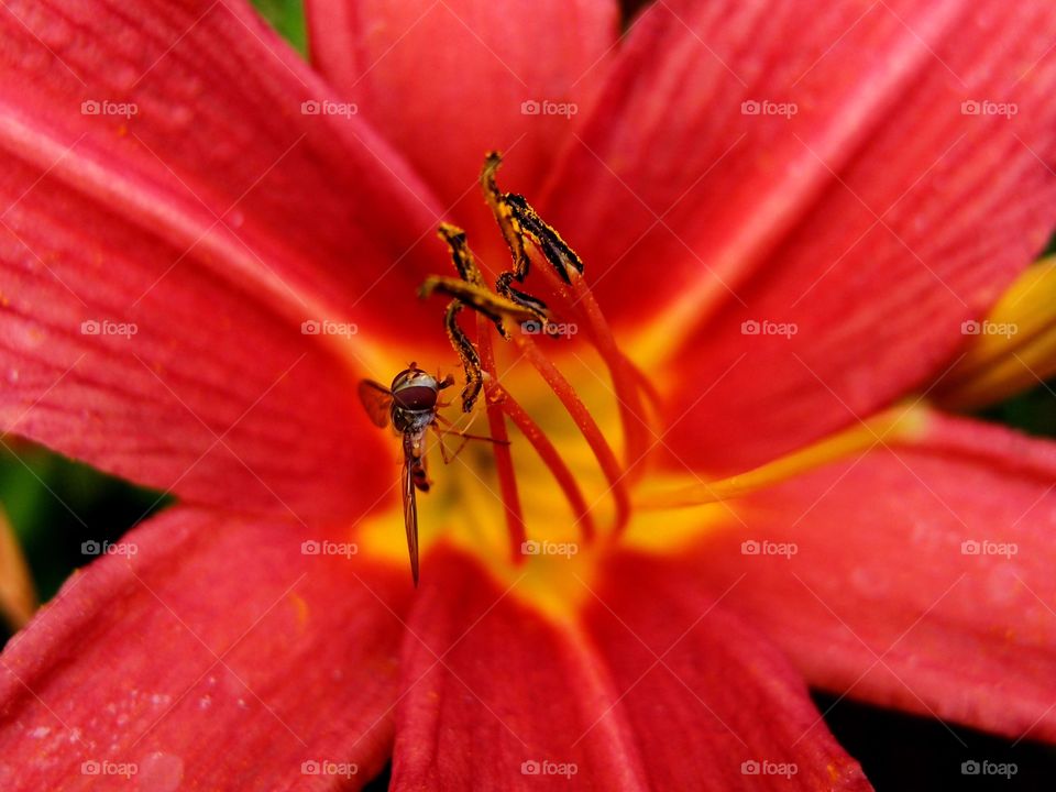 The sharp details of a closeup winged insect perched on the pistols of a flower wit red leaves that turn yellow at their base on sunny summer day. 