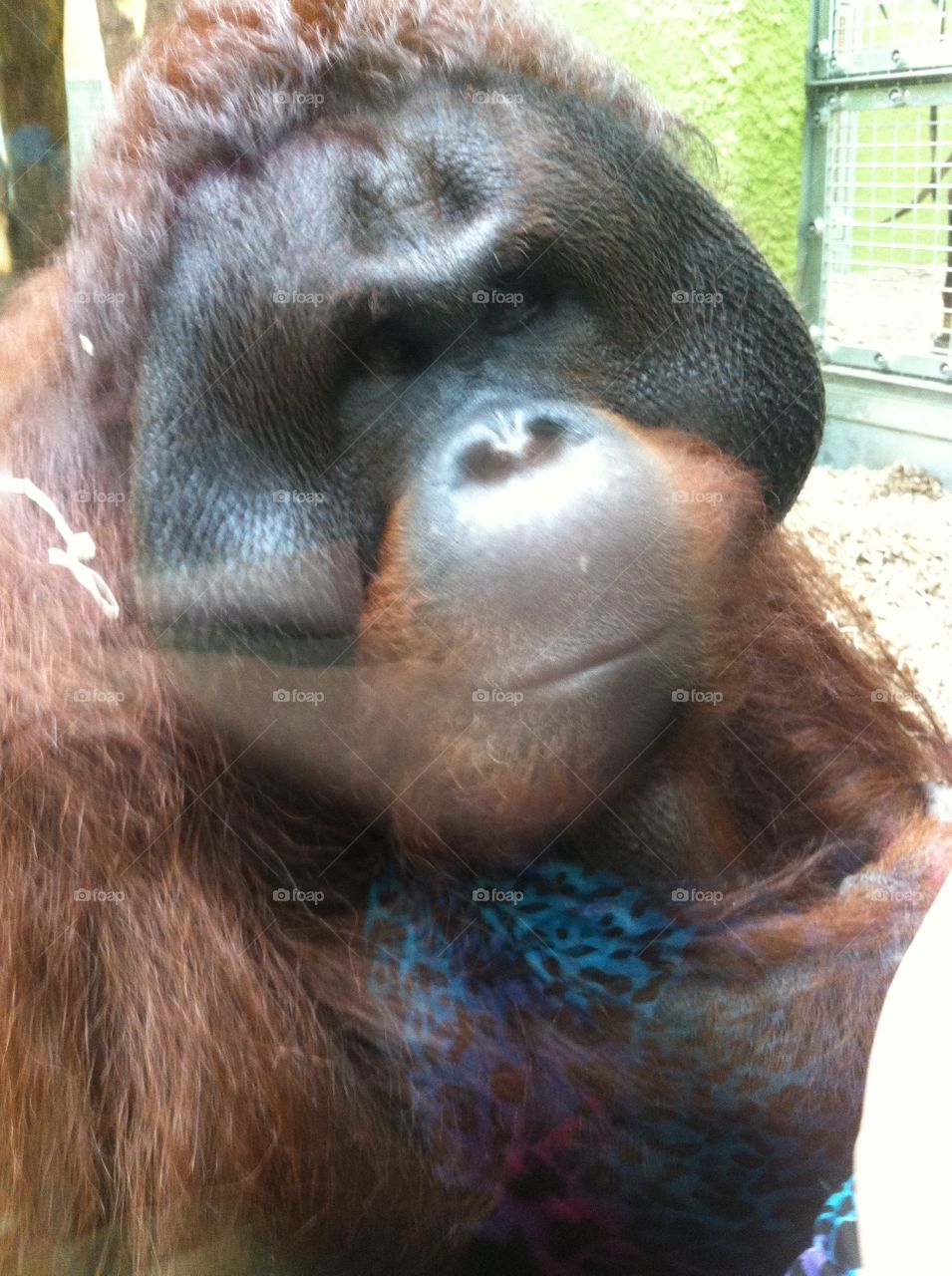 Orangutan. Oragutan in a zoo drew him close