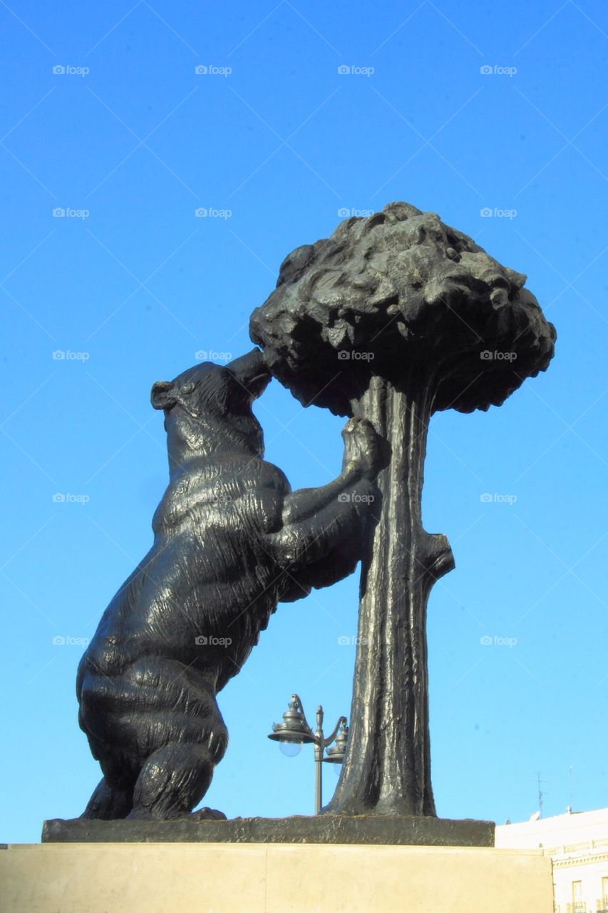 Bear in Madrid