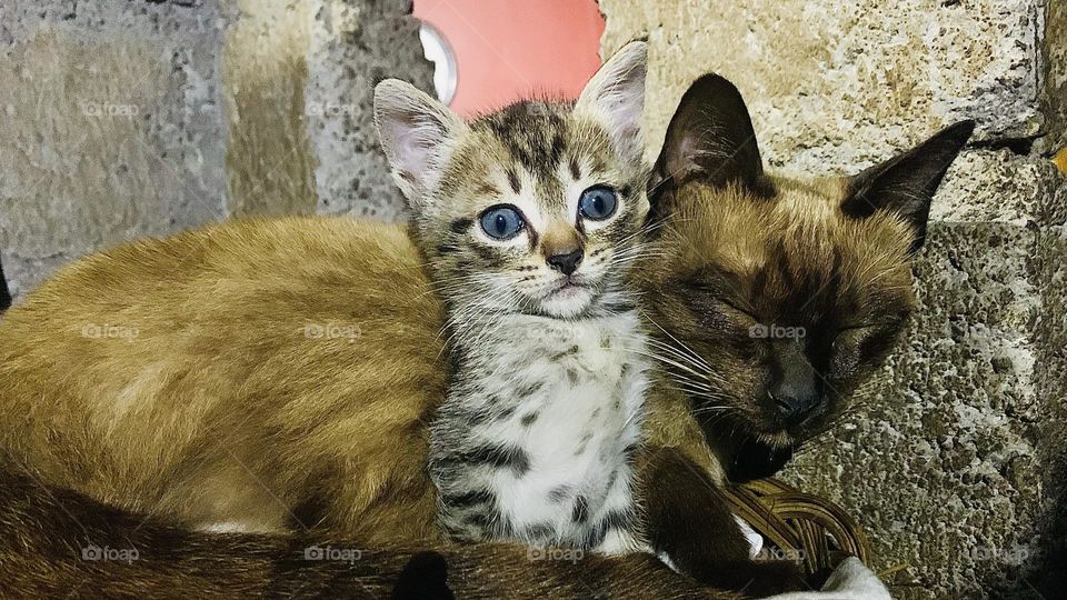 The cat is sleeping with its kitten