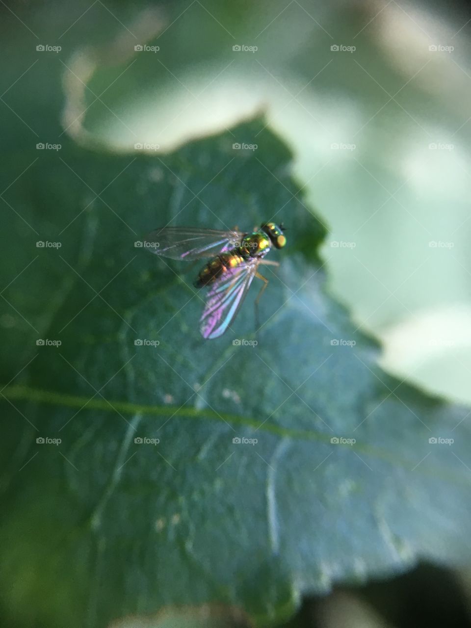 Tiny scintillating fly