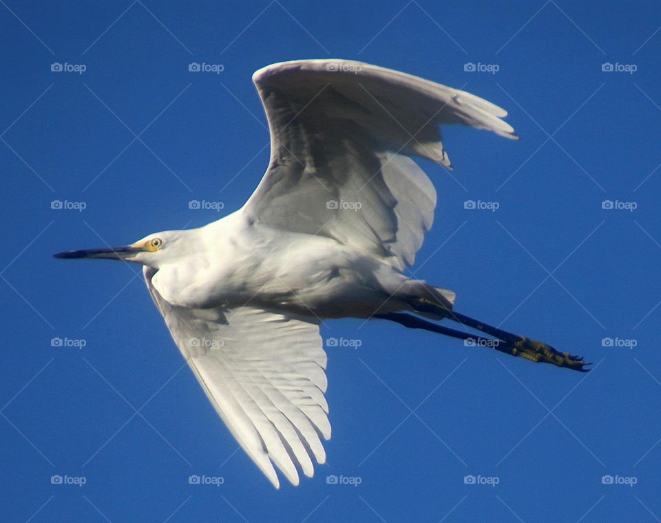 Beautiful Great Egret in Flight