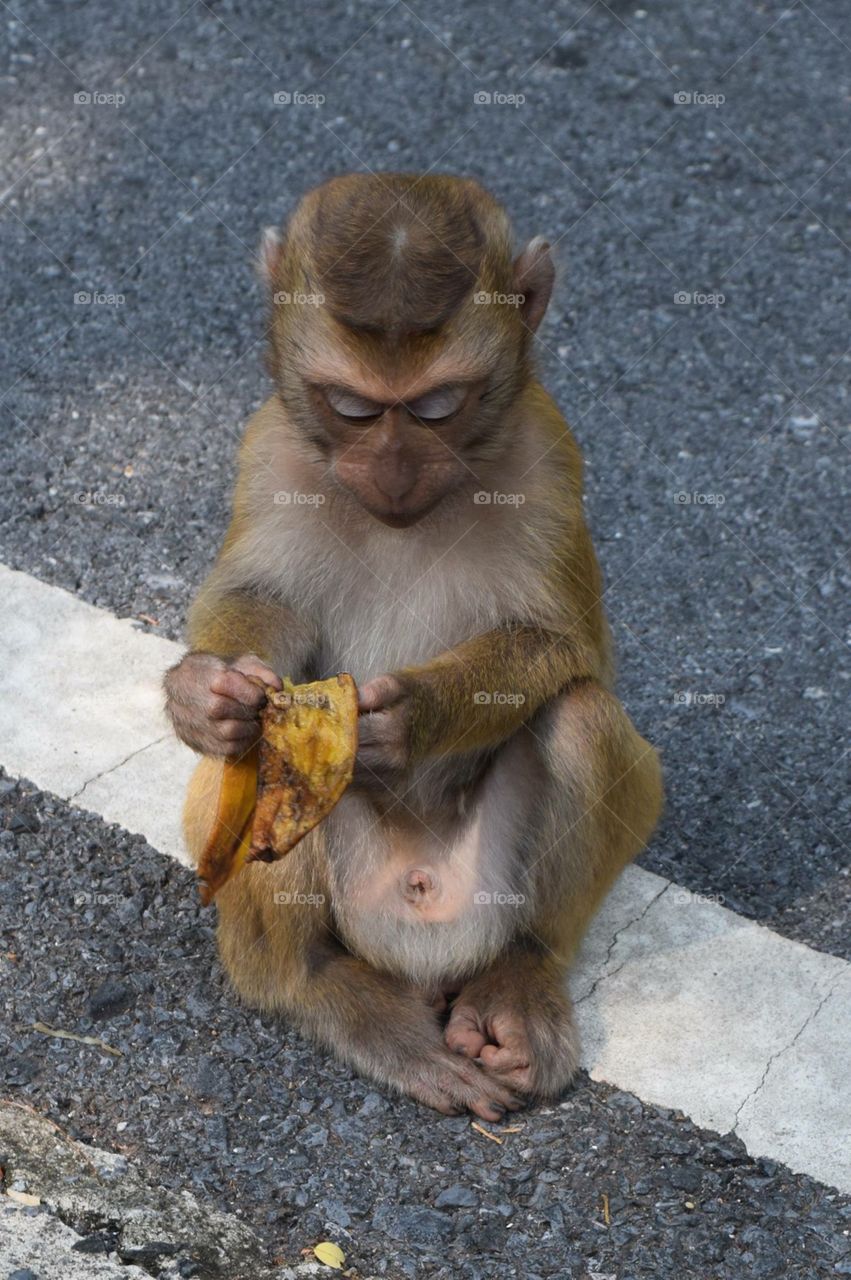 Monkey eating a banana in Thailand. 