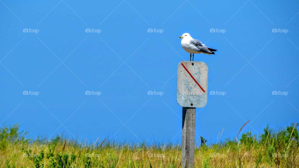 Seagull taking a break