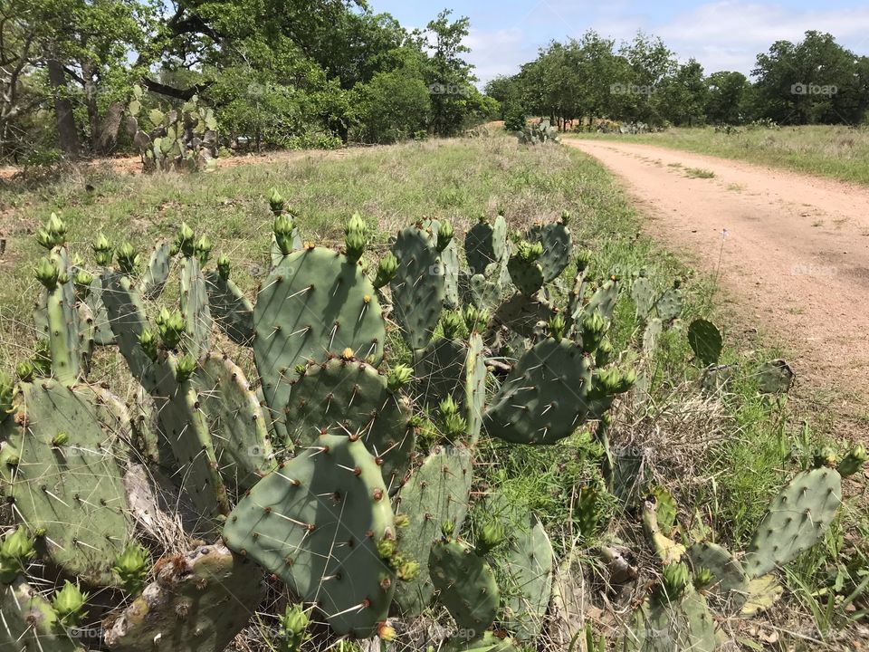 Cactus next to a dirt road. Sunny and bright day. 