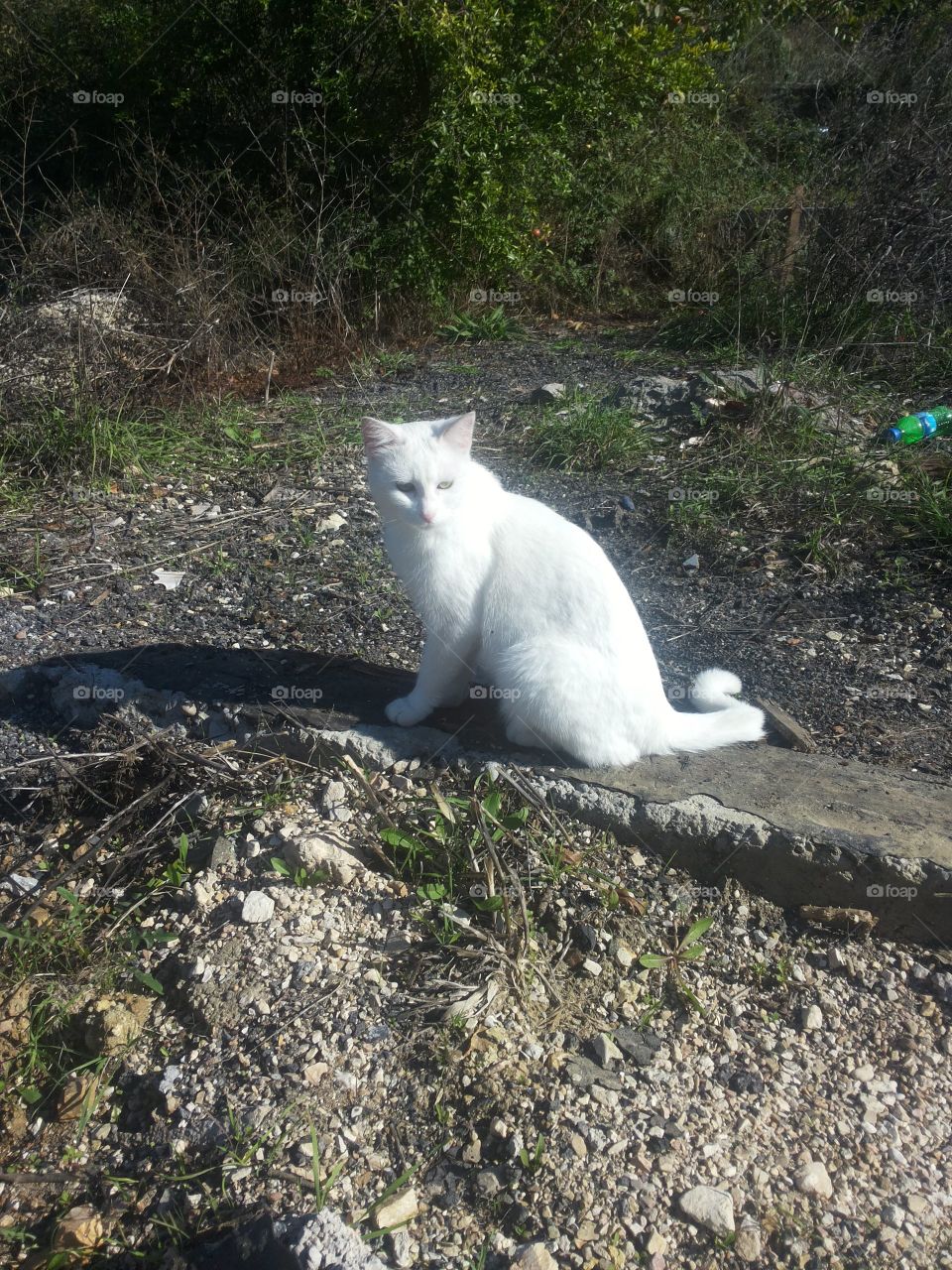 white cat. cats