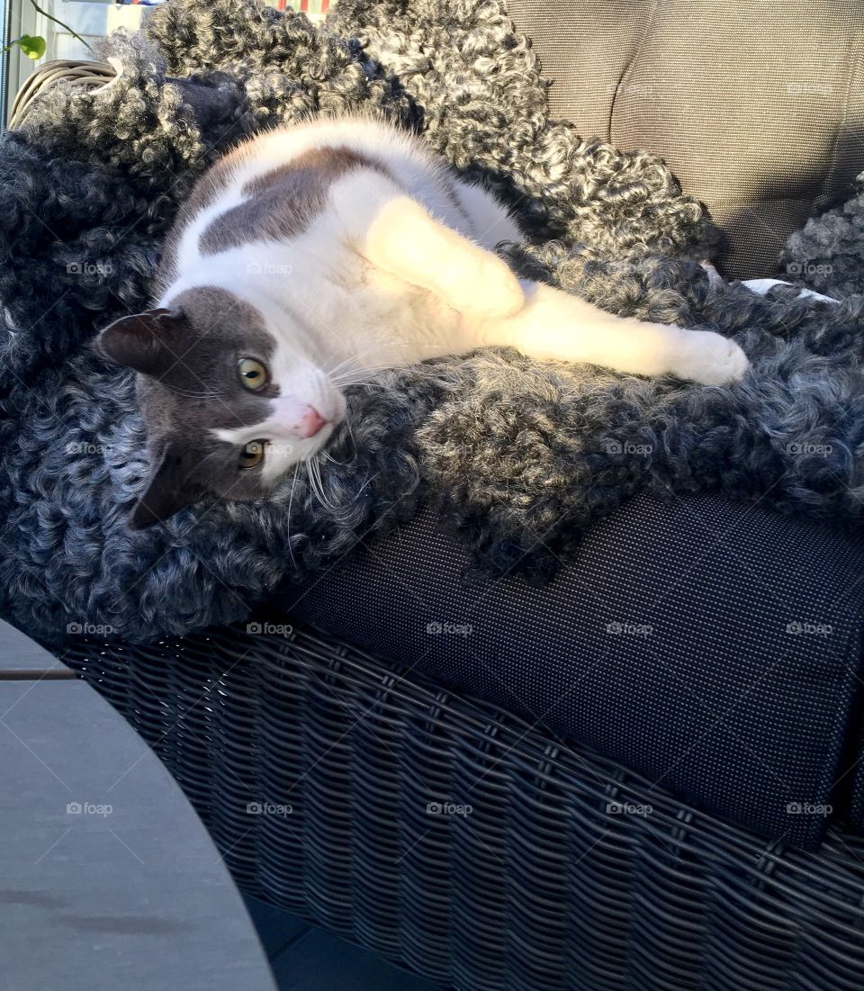 Cat going crazy in the sheepskin