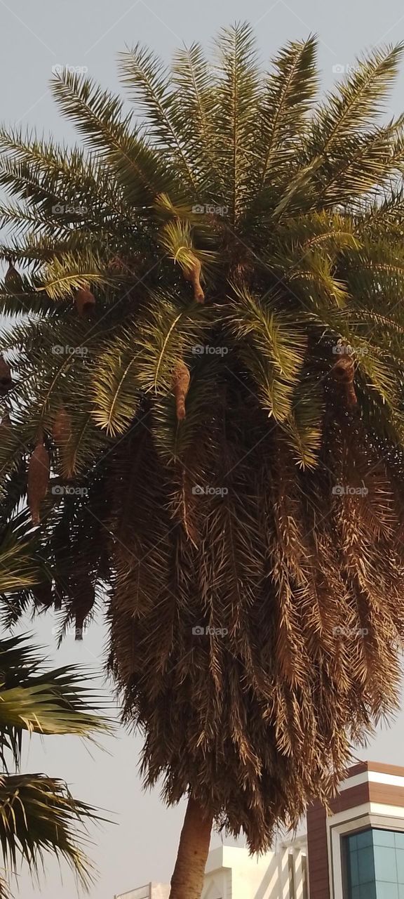 nests on date palms