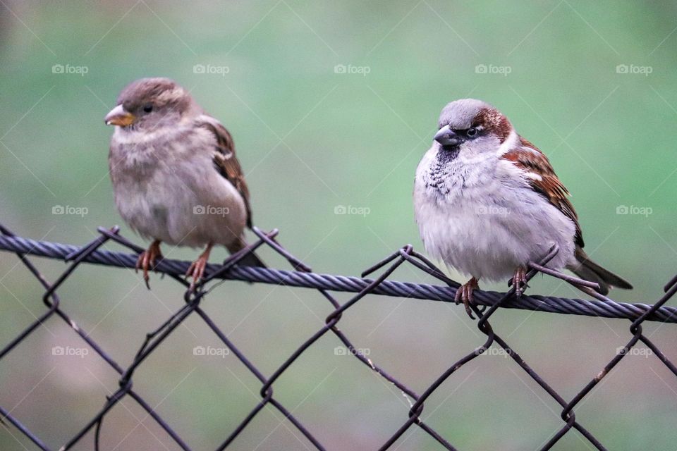 A sparrow on a wire fence