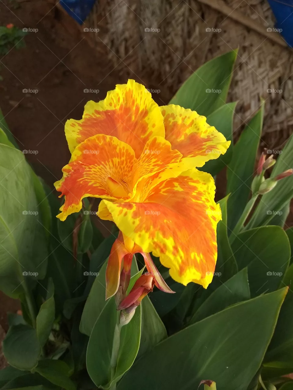 flower