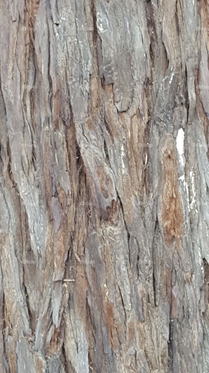 very old tree bark