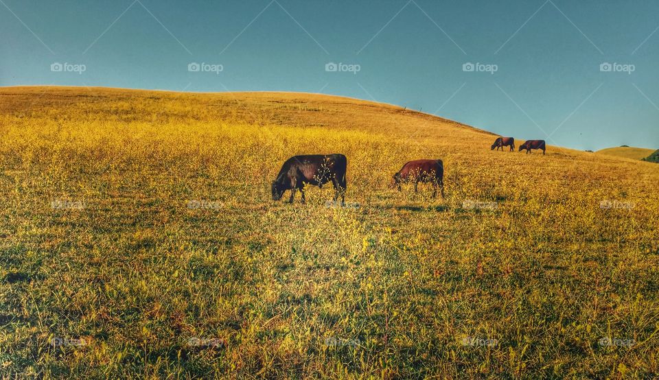 Spring cows 