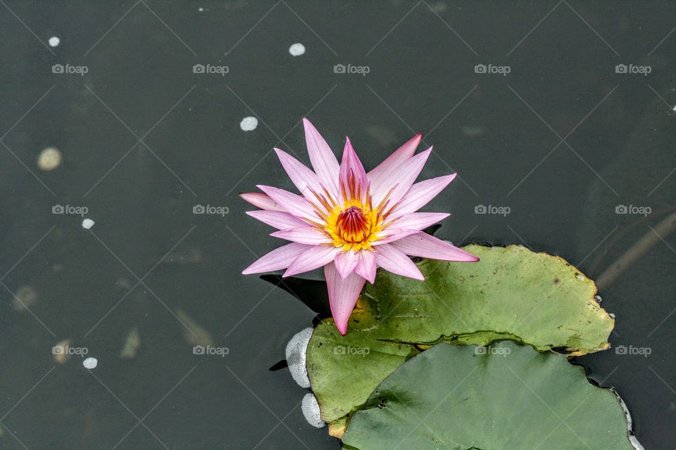 lotus