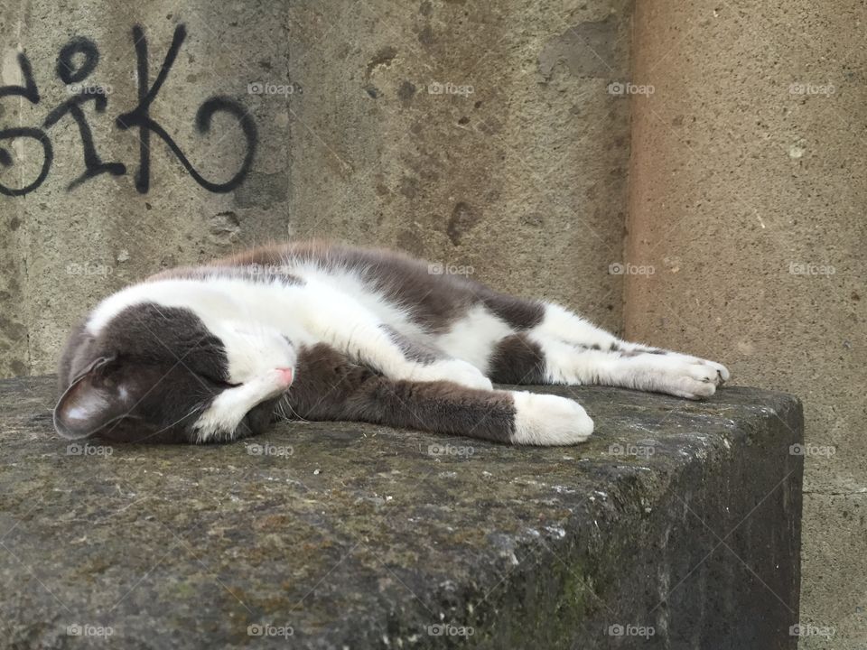Sleeping cat, Rome. 