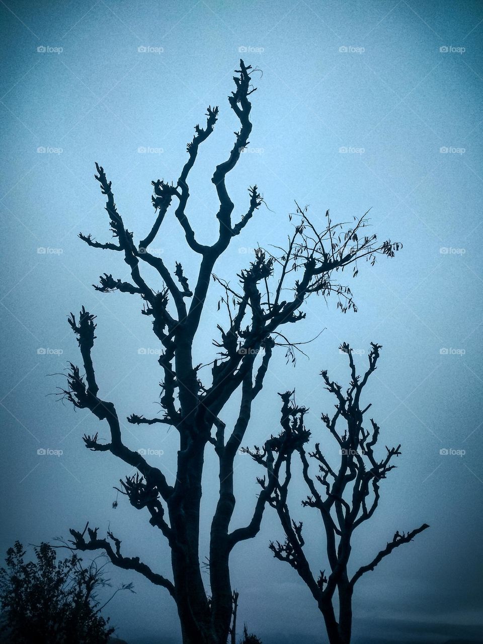 beautiful black tree view.