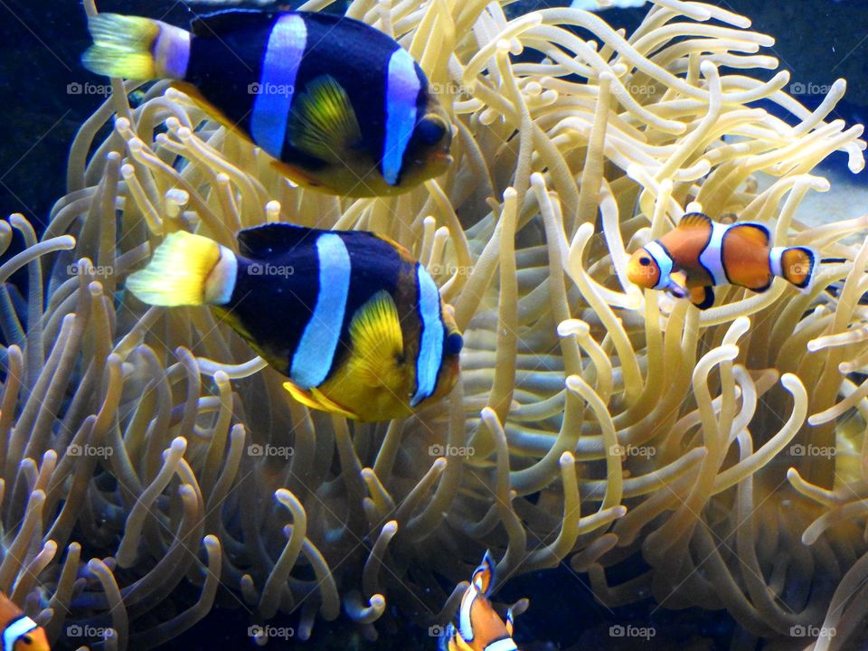 Clown fishes and an anemone
