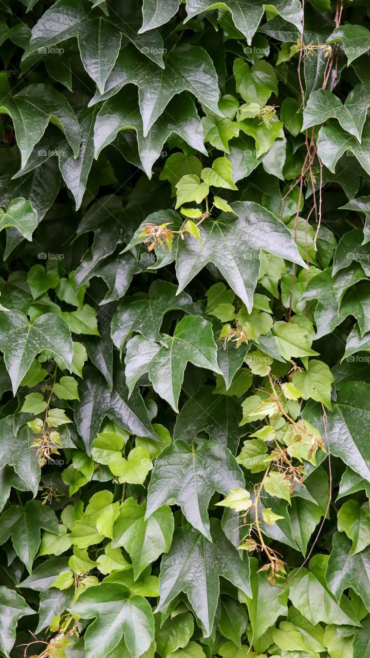 Green leaves in summer