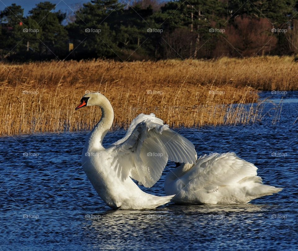 swan