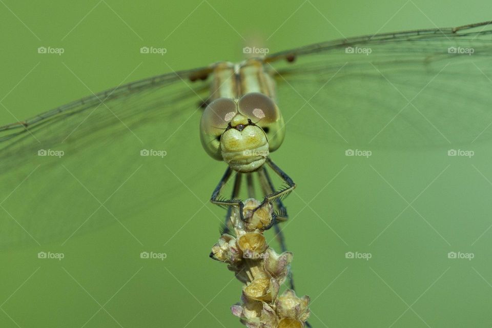 Dragonfly close up portrait.  natural background