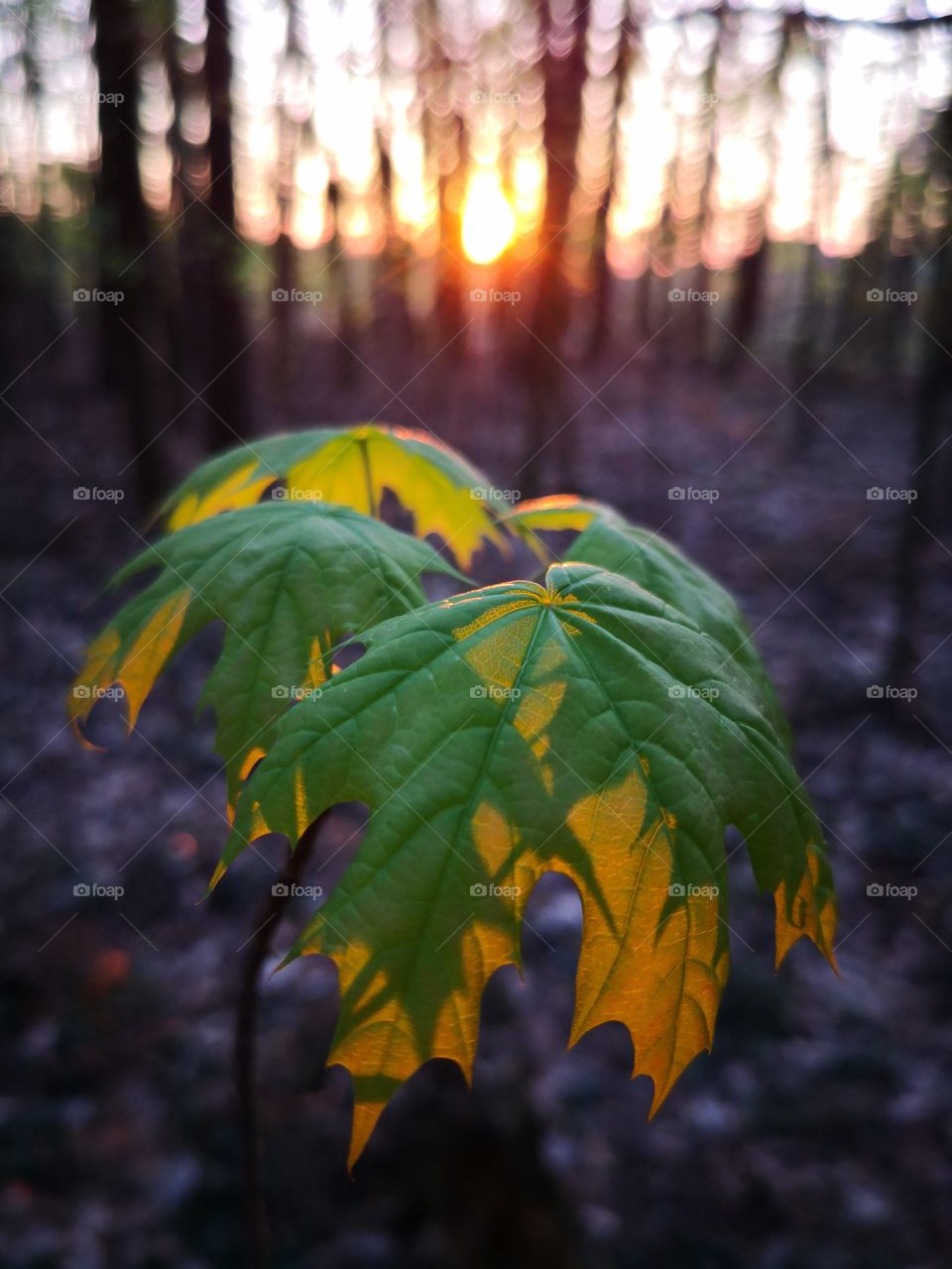 Summer day in the forest. Poland