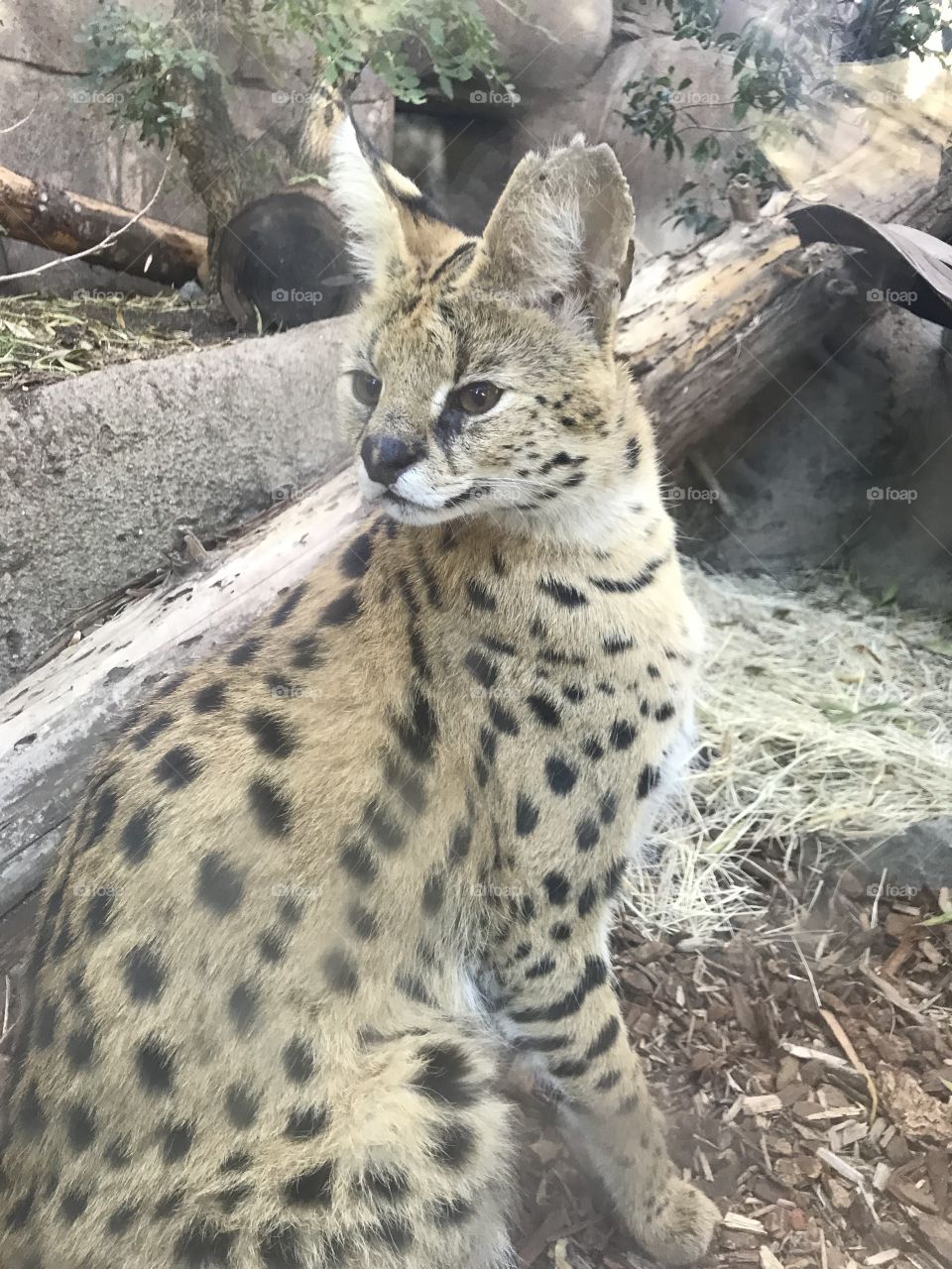Serval 