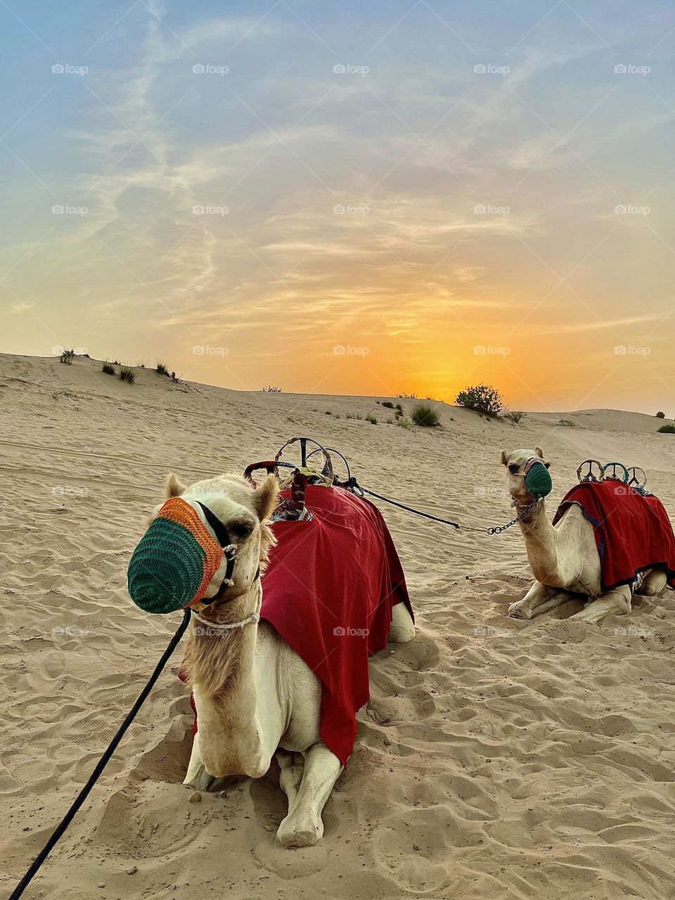 Camels in Desert