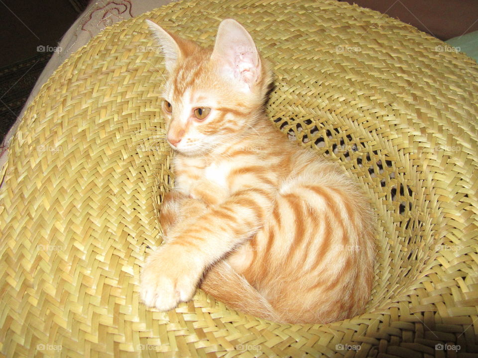 Cat resting in a strawhat