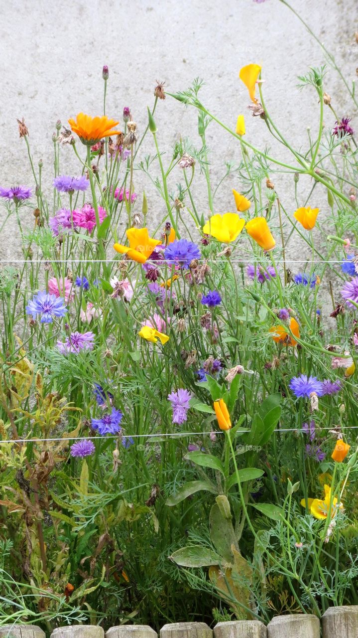 beautiful flower bed