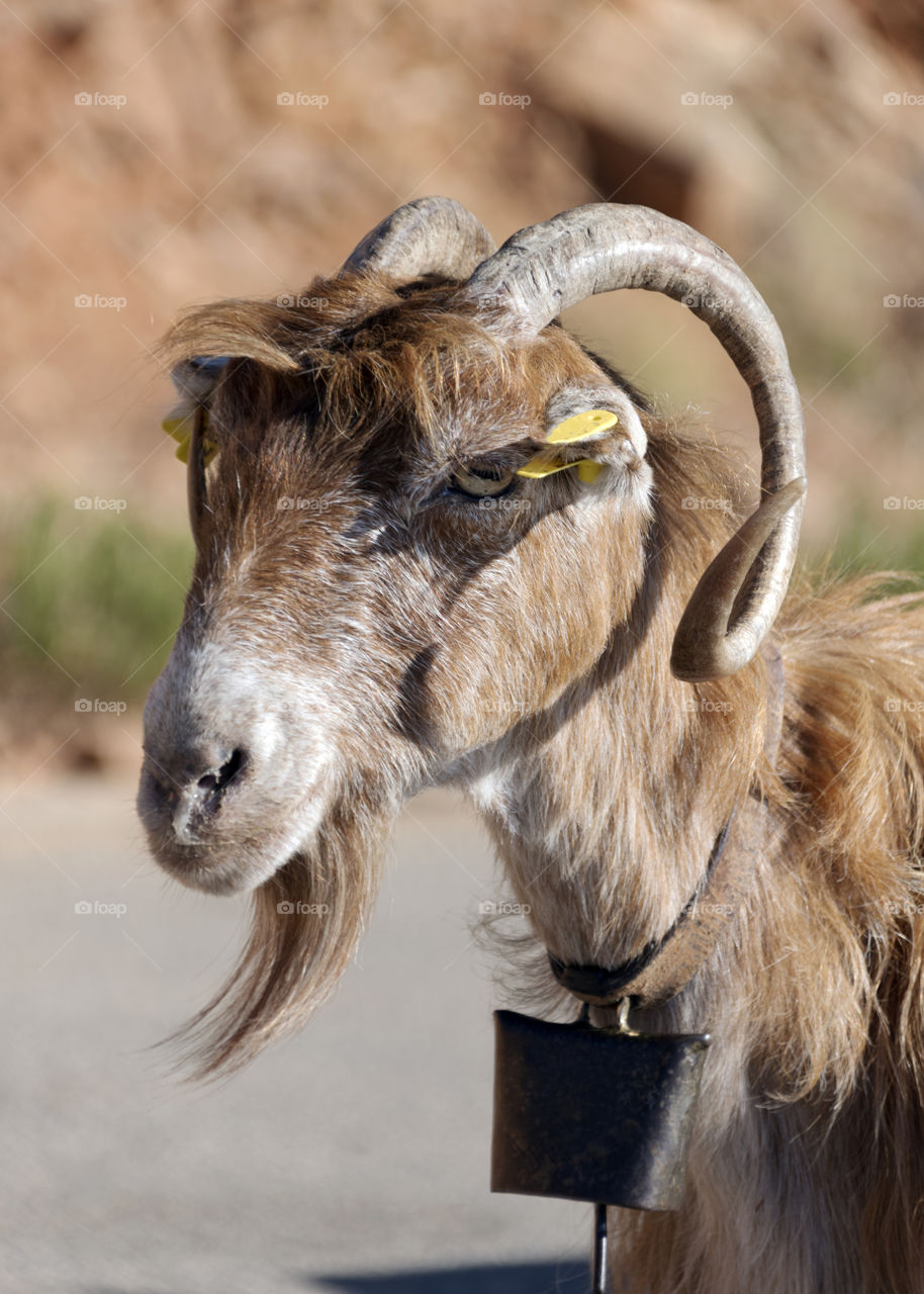 portrait of goat with beautiful arched horns and beard