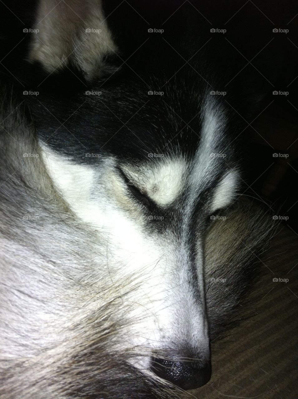 Sleeping husky